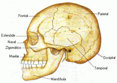 Nome dos ossos mais importante do Esqueleto Humano