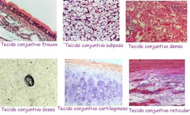 Células que compõe o tecido ósseo